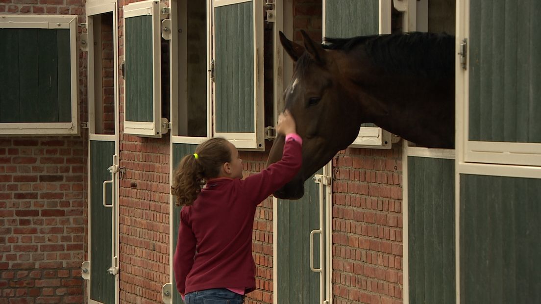 Zeeuwse Gronden laat heilzame werking paarden onderzoeken