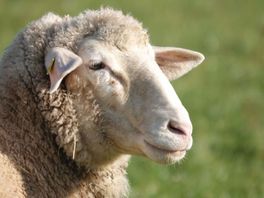 8 schapen gedood bij vermoedelijke wolvenaanval in Woudenberg