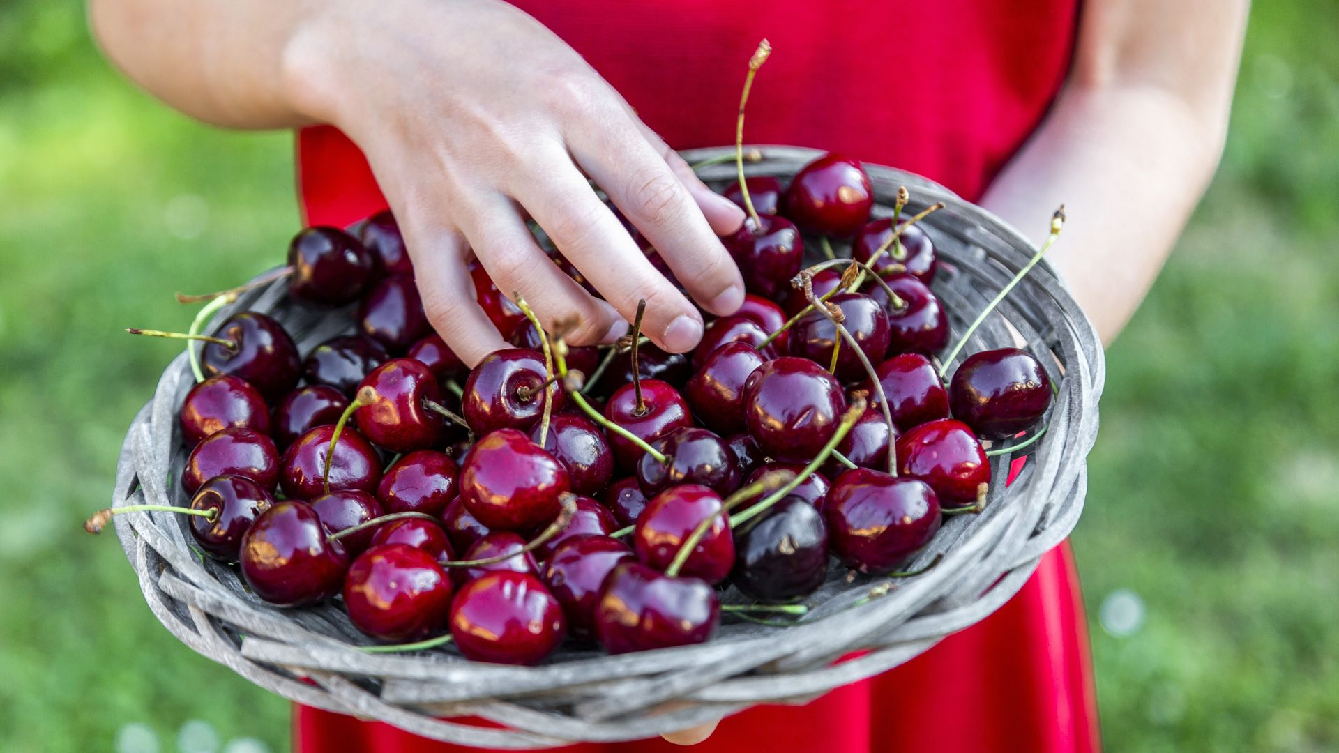 Na 'jaren van drama' is het een topjaar voor kersen