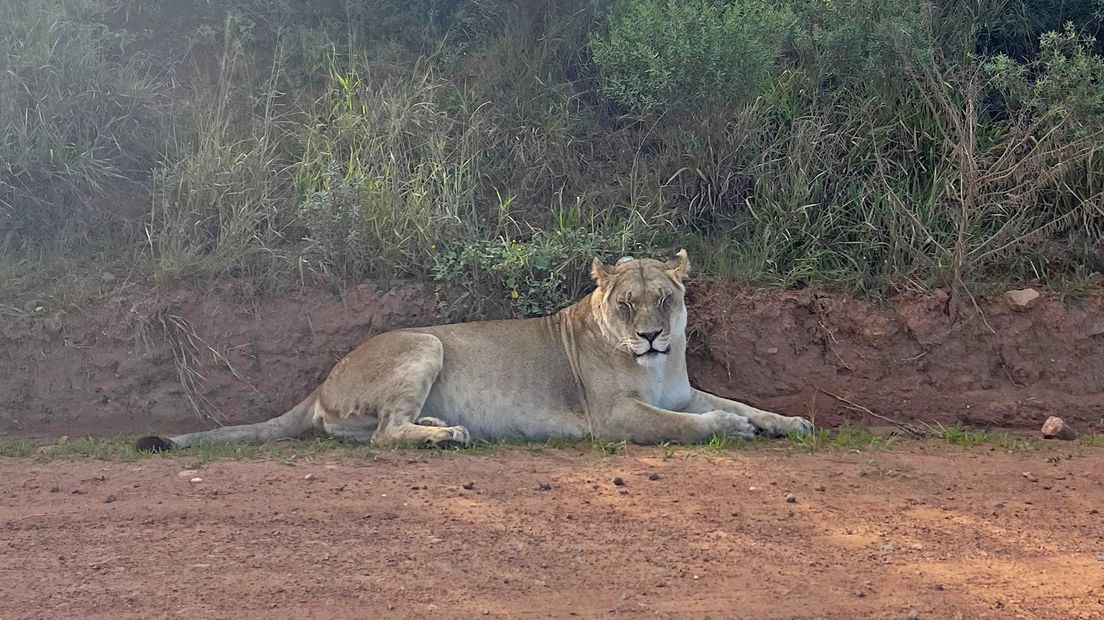 Een leeuw in het wildpark nabij Port Elizabeth