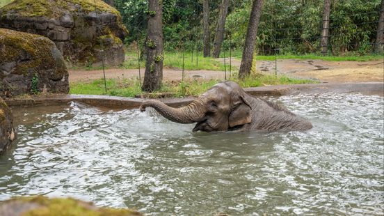 Burgers’ Zoo opent eerder vanwege hitte Nieuws