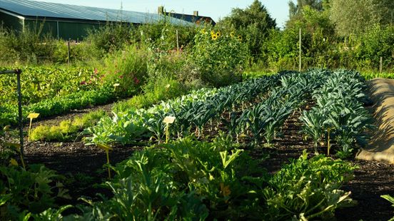 Zorg goed voor de moestuin de komende natte dagen