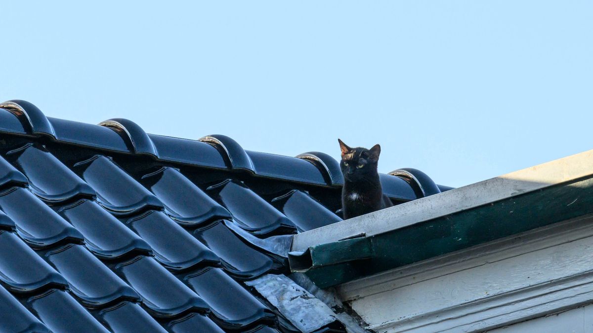 112-nieuws: Brandweer probeert kat van dak te redden • Botsing bij Drachtstercompagnie, richting Gro