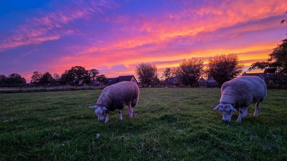 Deze schapen trekken zich weinig aan van de mooie luchten