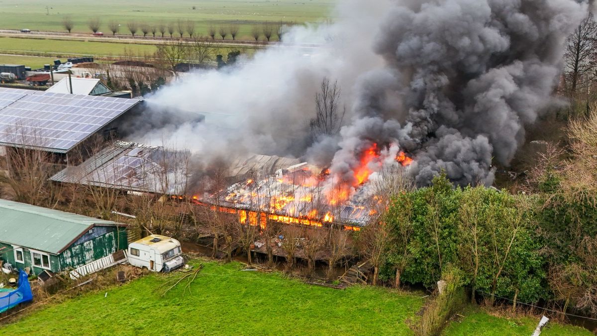19 koeien omgekomen bij stalbrand, 1 koe gered en brand geblust