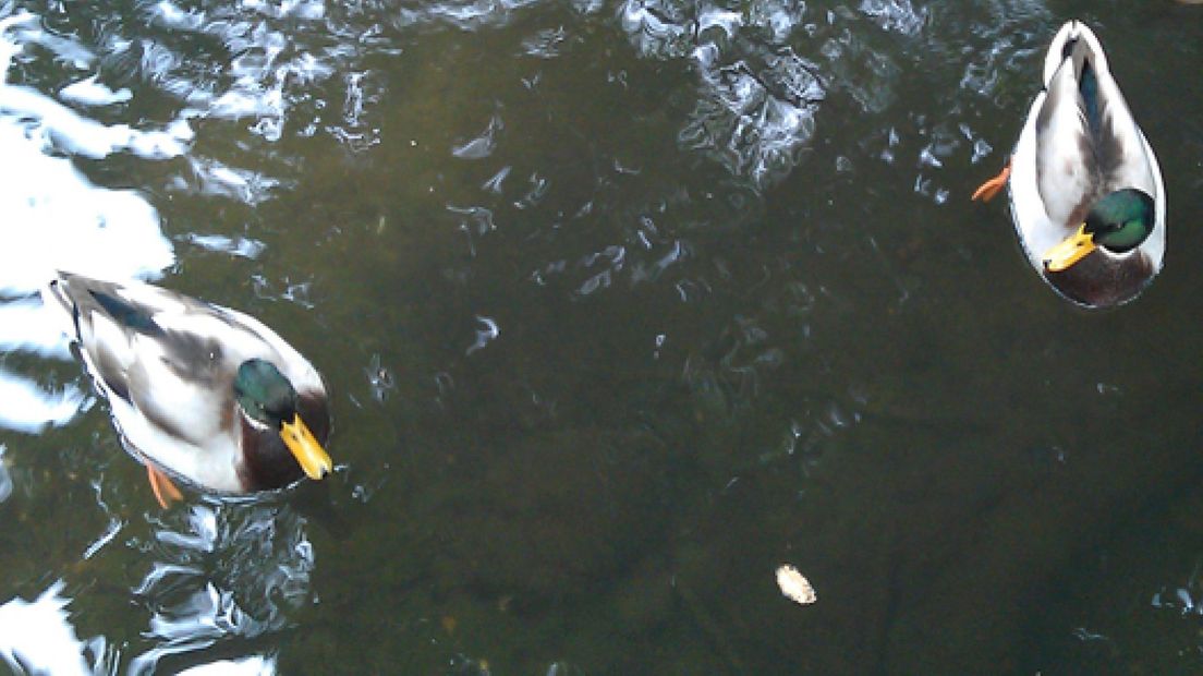 Vogelgriep bij wilde eenden