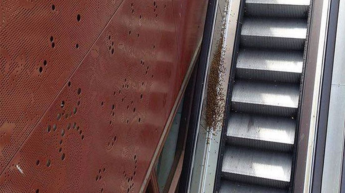 Duizenden bijen in de tramtunnel 