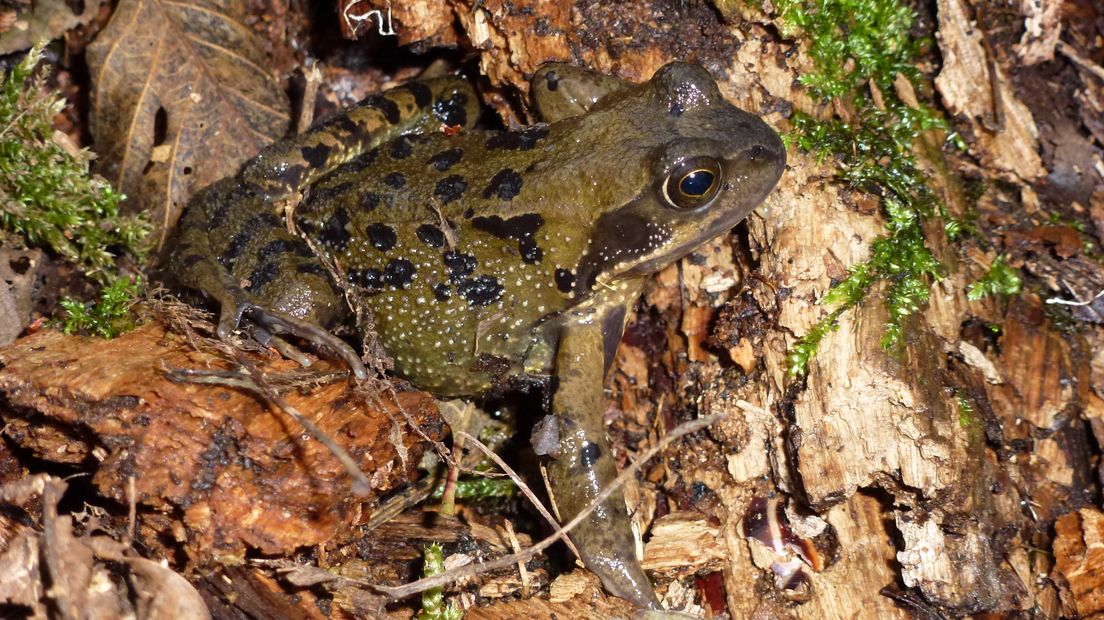 De maanden maart en april zijn bij uitstek de maanden voor de paddentrek. Kikkers, padden en salamanders vertrekken uit hun winterverblijf en gaan de weg weer op. Dat betekent dat ook allerlei vrijwilligers weer in touw komen om ze te helpen oversteken.