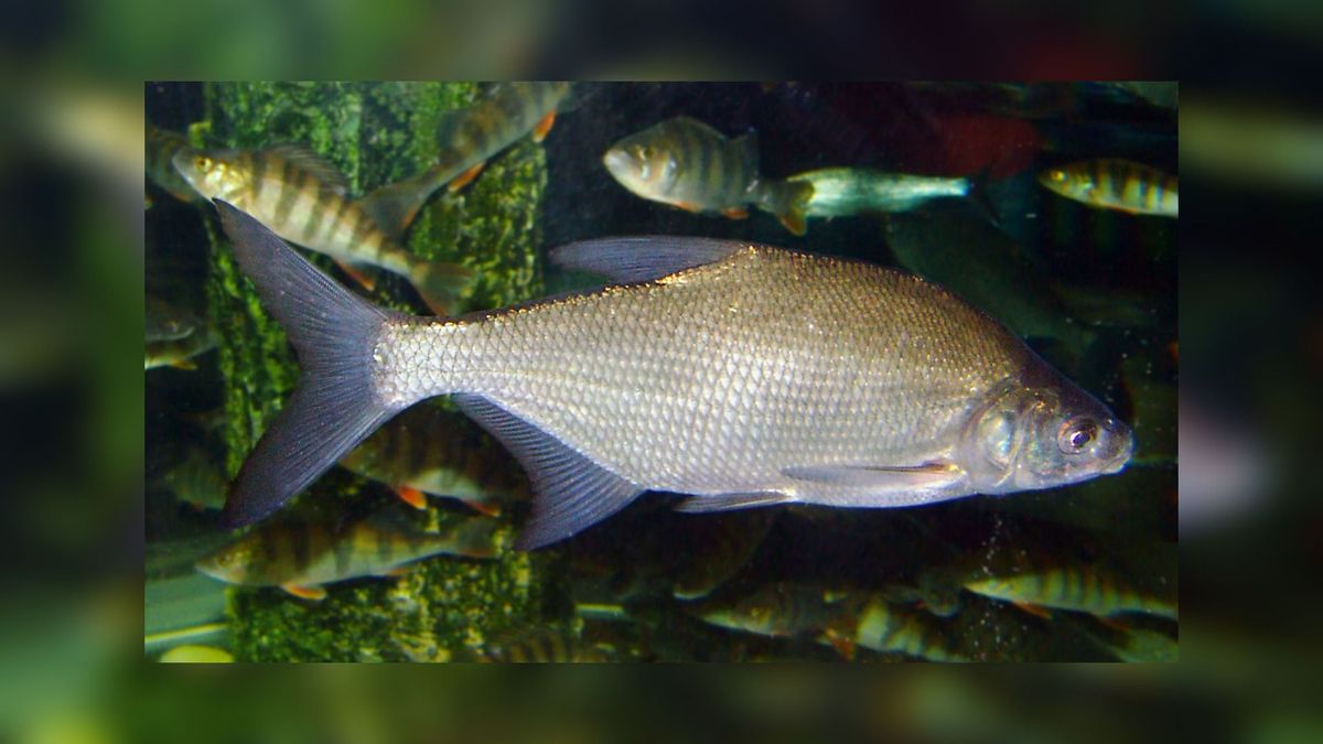 Vissen met e-mailadressen in De Leijen in Opeinde