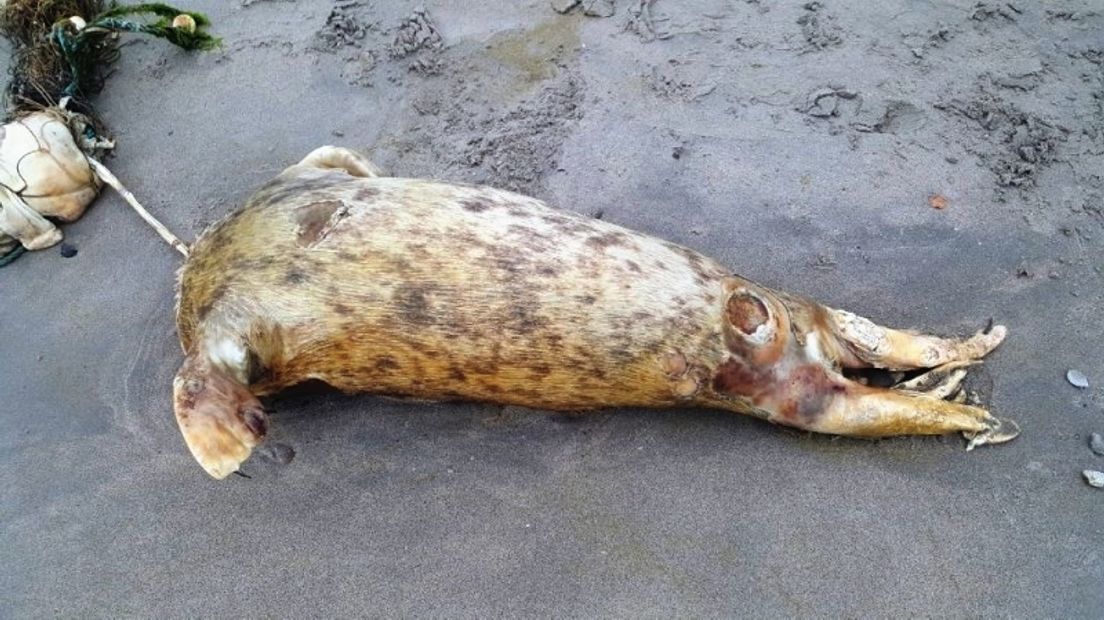 Onthoofde zeehond bij Banjaardstrand Kamperland