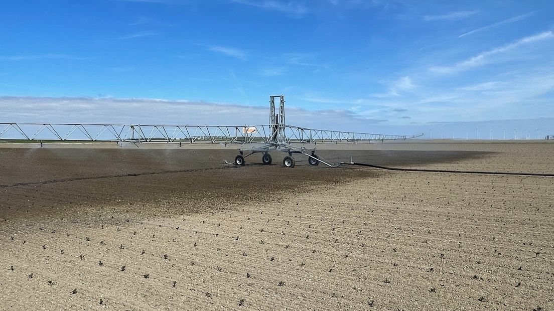 Een sproeiboom beregent spruiten op de klei in het noorden van Groningen