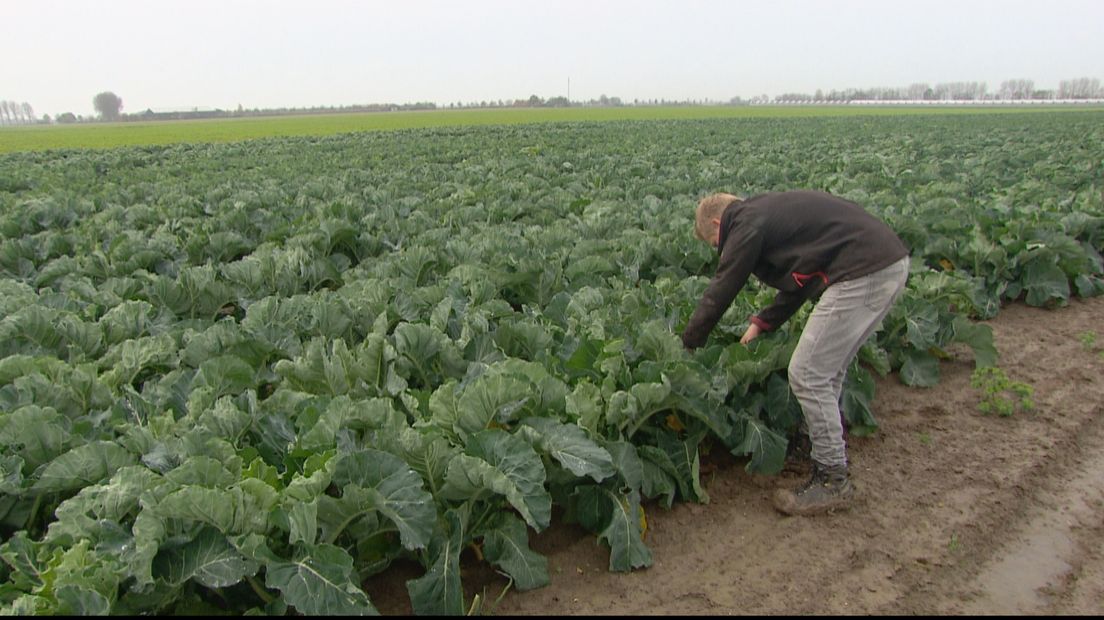 Jonge boer wil uitbreiden, maar kan niet