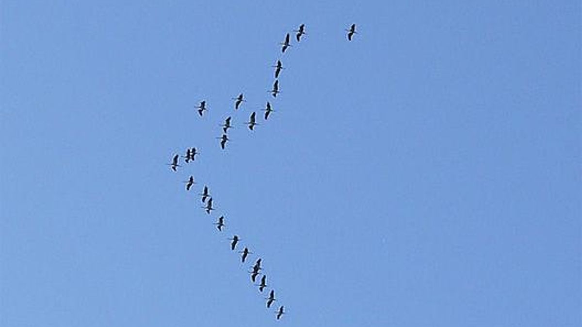 Hoe kunnen vogels in grote groepen vliegen zonder botsingen? - Rijnmond