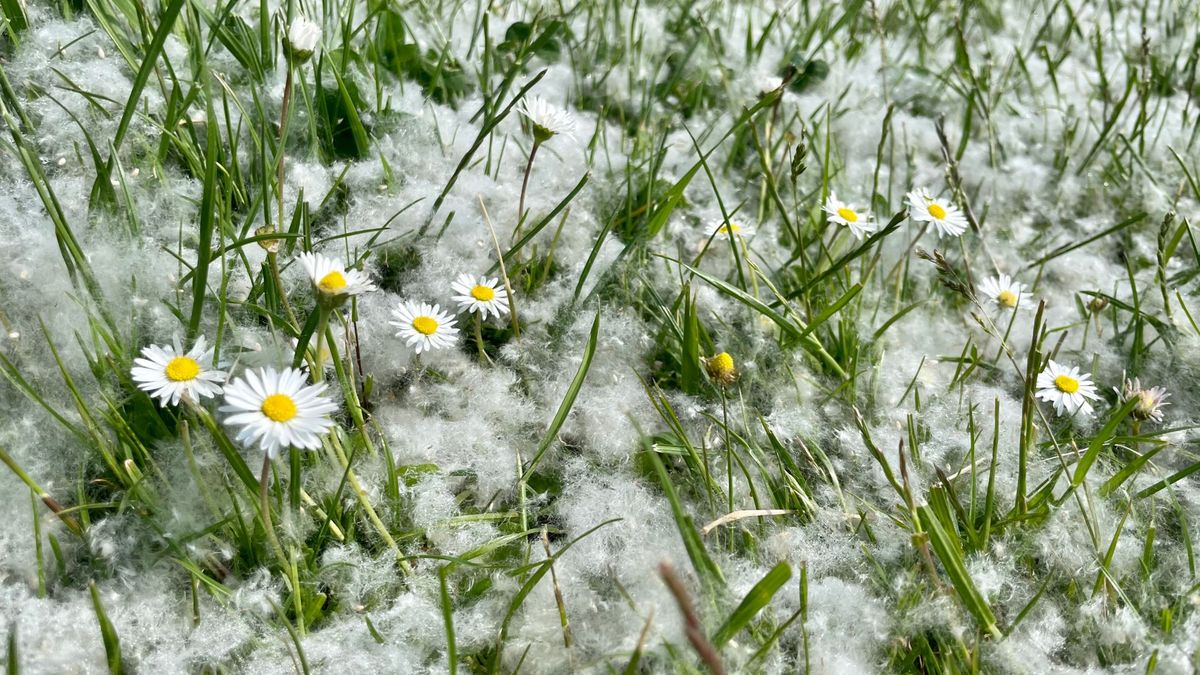 Noordwelle is nu écht klaar met jaarlijkse 'sneeuwlaag' in de zomer