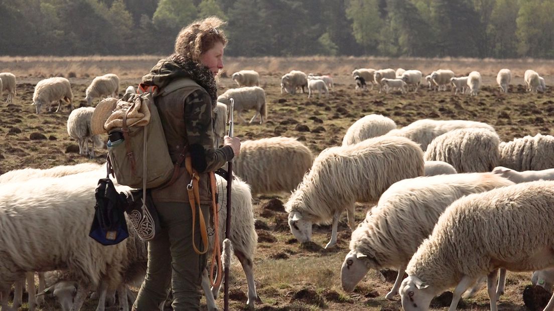 Daphne en haar schapen.