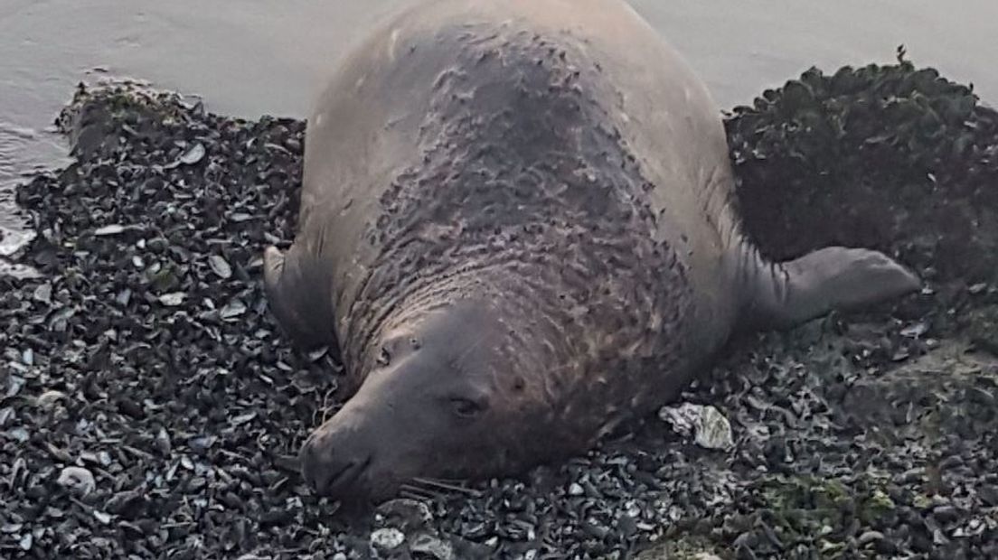 Stervende zeehond