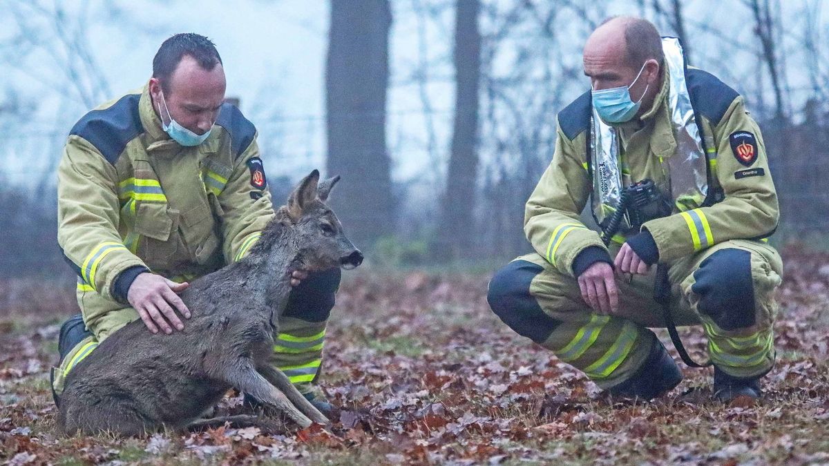 Omstanders redden ree uit Stieltjeskanaal