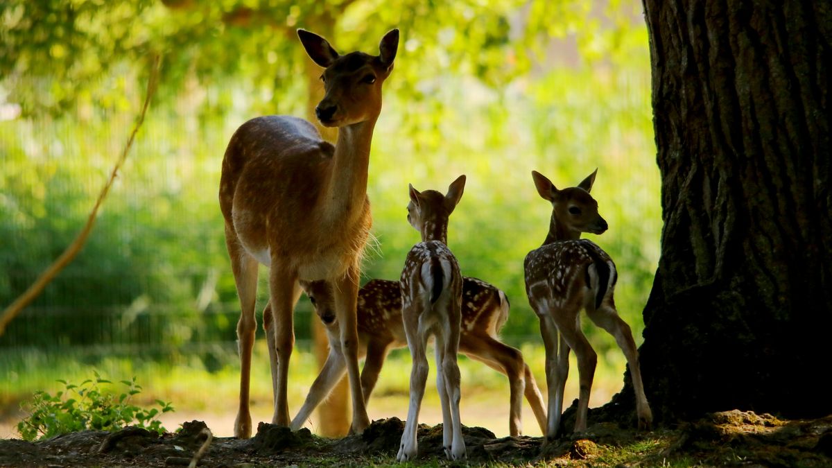 Dieren kunnen zich stierlijk vervelen, zegt boswachter Paul: 'Zorg dat je ze aandacht kunt geven'