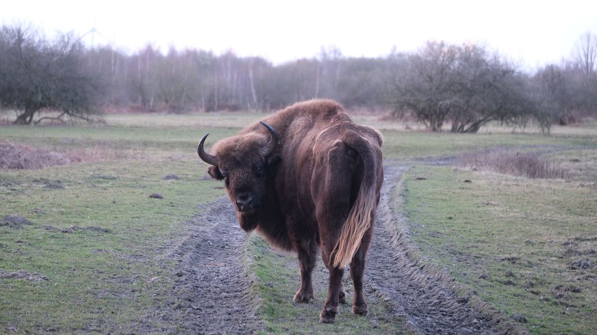 Wisentstier dartelt na vertraging eindelijk in Slikken van de Heen