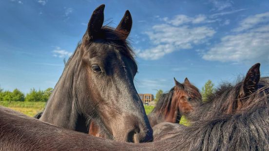 Kamervragen over gezondheidsproblemen Friese paarden: "Wij willen weten: waar loopt het vast?" Nieuws