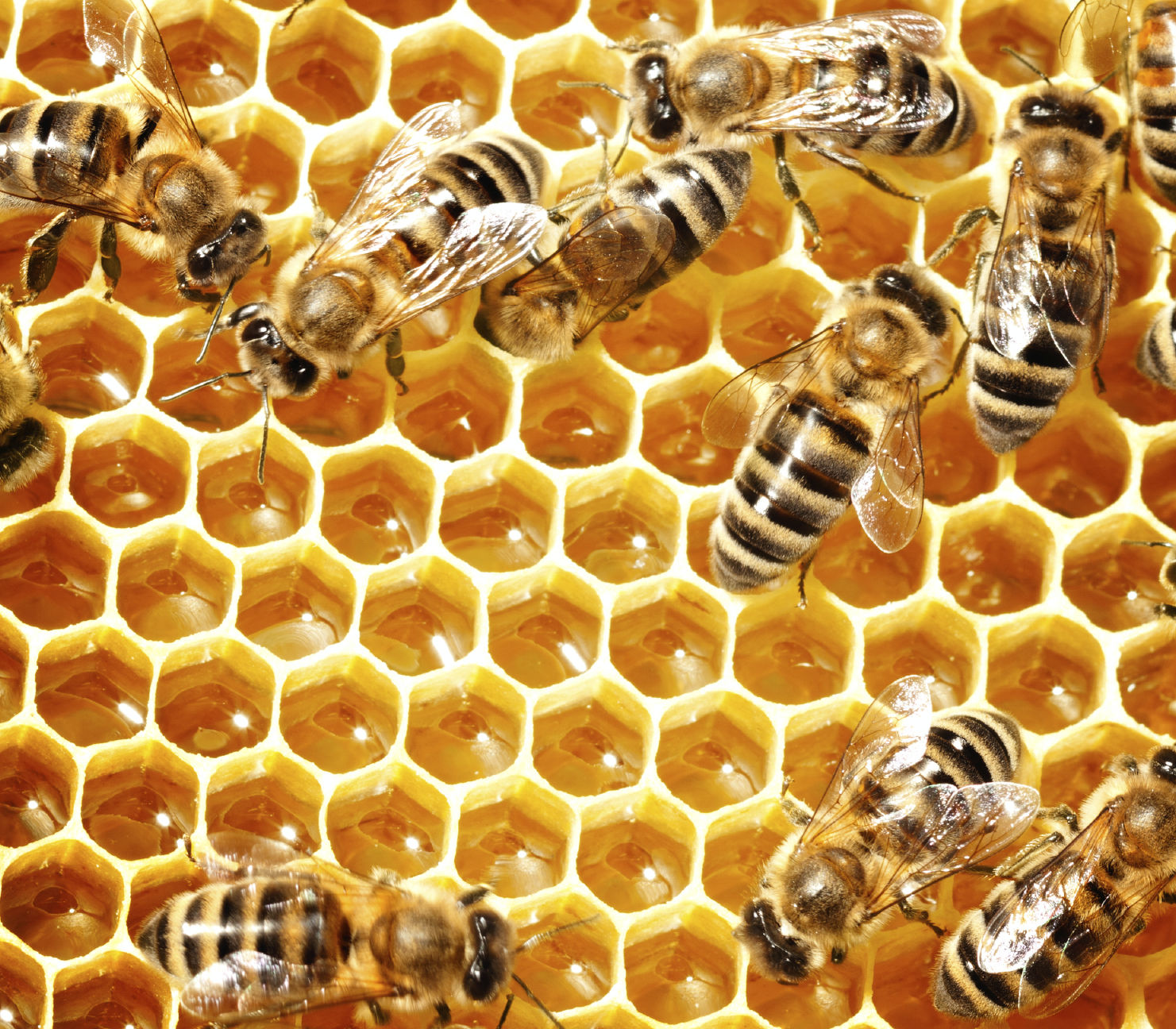 300.000 bijen gestolen bij Maastrichtse imker