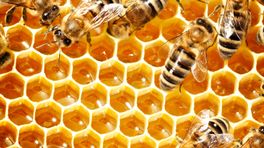 300.000 bijen gestolen bij Maastrichtse imker