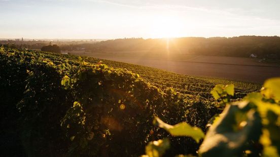 165 euro per fles én een wachtlijst: wat maakt deze Limburgse wijn zo bijzonder? Home