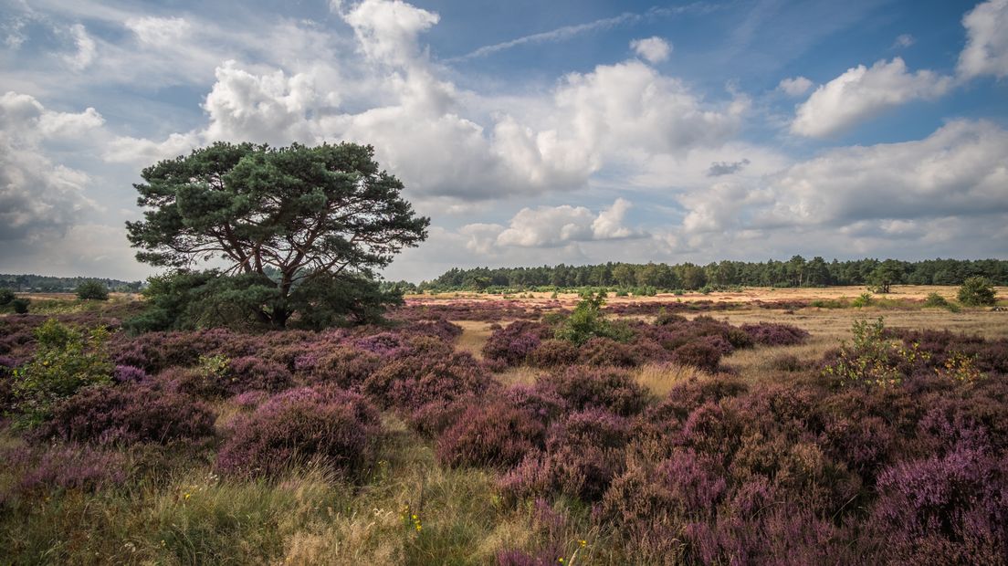 Deze maand is de verkiezing van het mooiste natuurgebied van Nederland. 13 gebieden doen mee en de eerste drie krijgen ieder drie ton om meer bezoekers naar hun gebied te lokken. Natuurlijk hoort onze Veluwe bij de genomineerden.