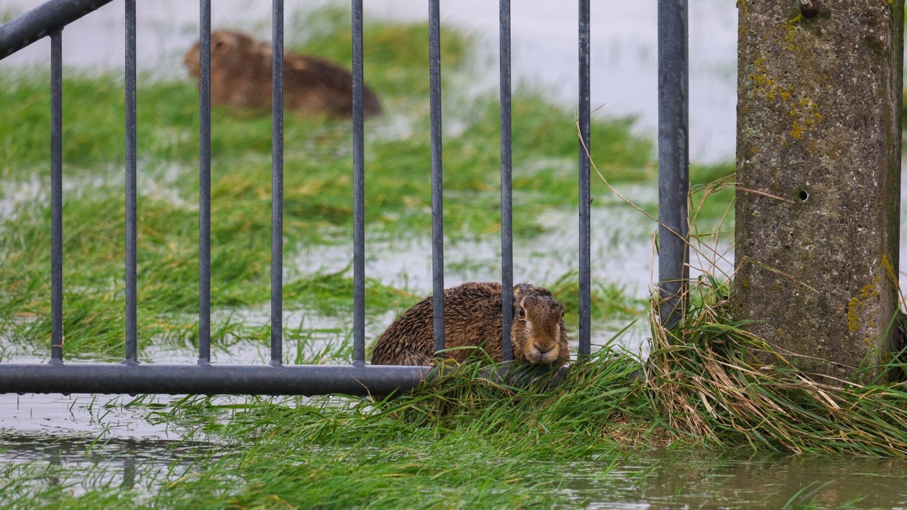 Op de flecht foar it hege wetter