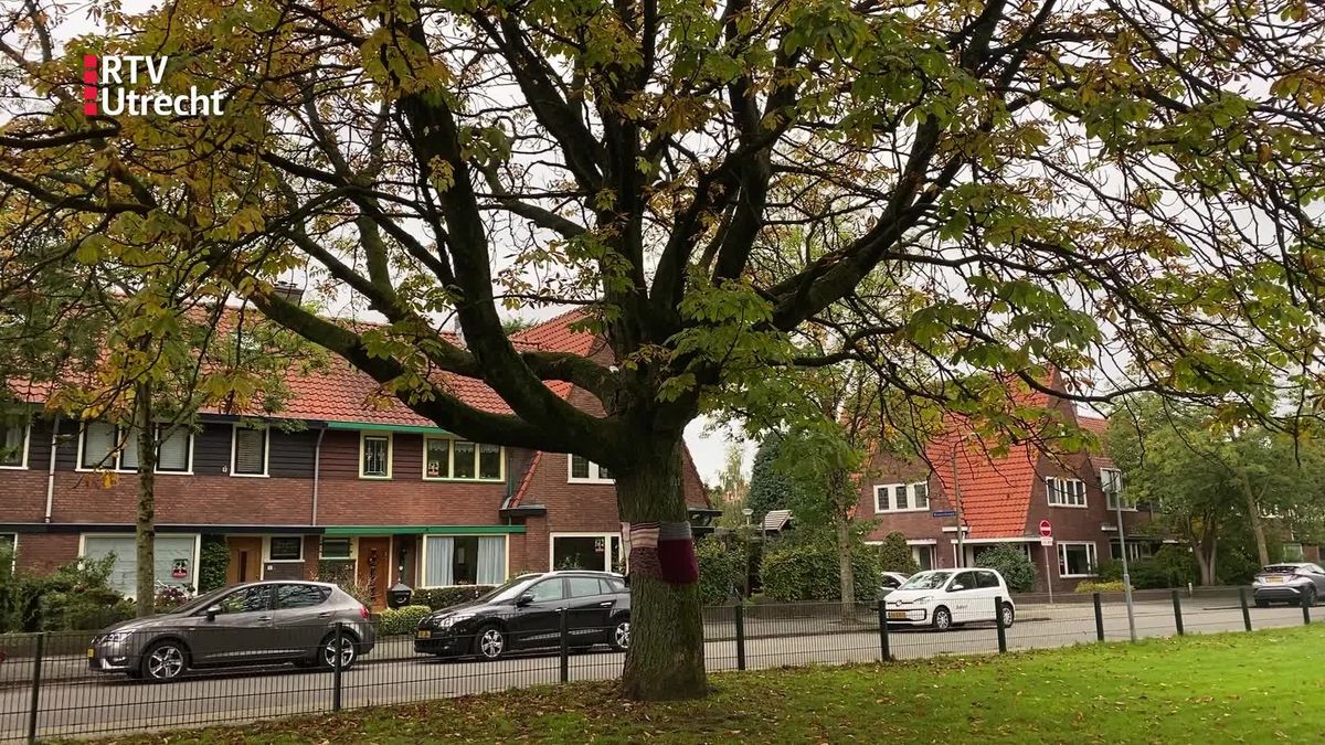 Omwonenden Soesterkwartier willen geliefde kastanjeboom houden