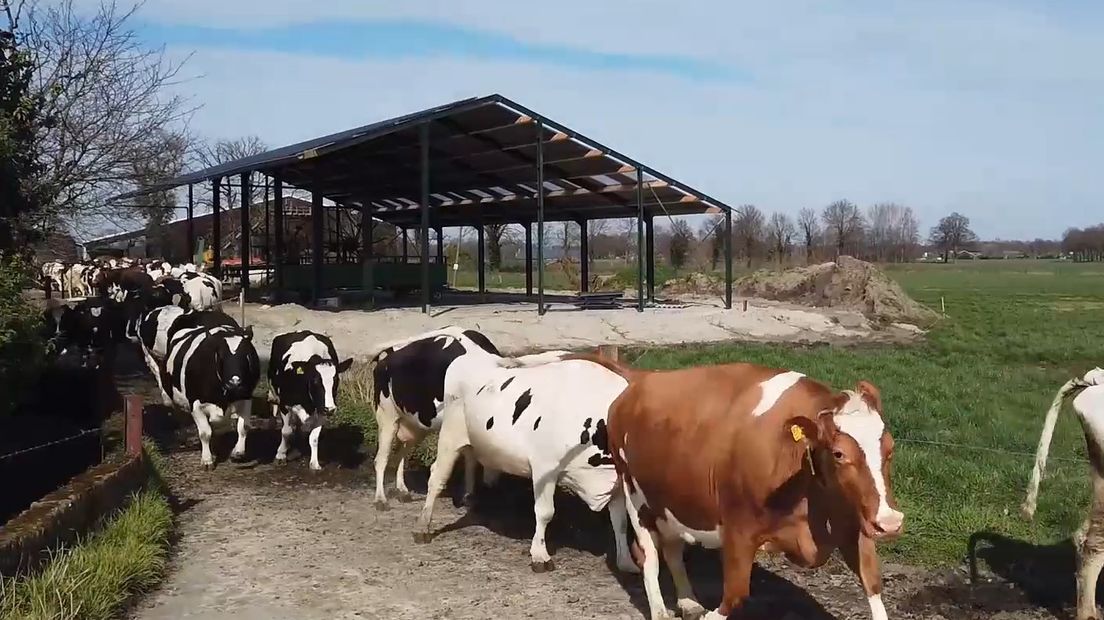 In deze tijden van corona is wat luchtig nieuws heel erg welkom. En dat hoef je de koeien van de familie Ruesink in IJzerlo geen twee keer te vertellen. De wandelende melkfabrieken gingen vandaag voor het eerst weer de wei in.
