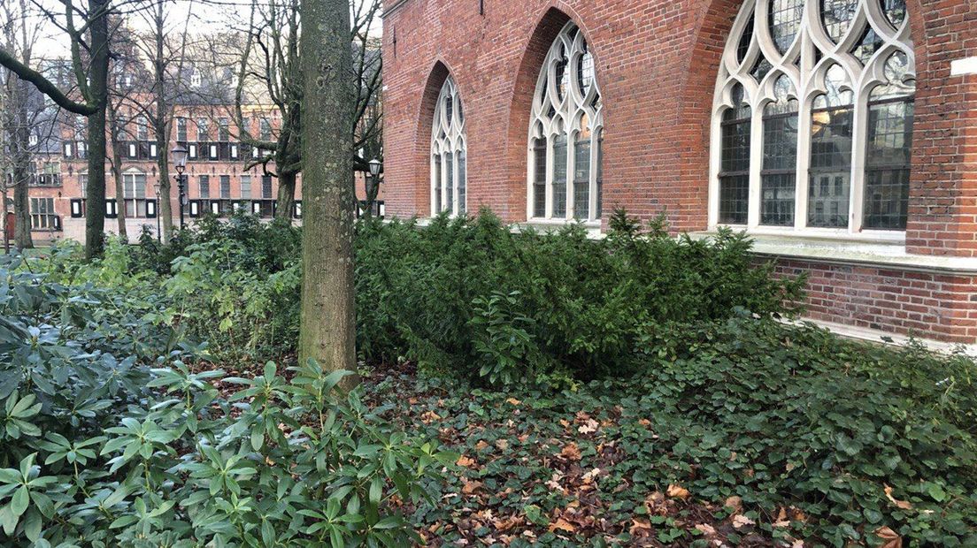 De bosjes achter de Martinikerk, waar drie daklozen slapen