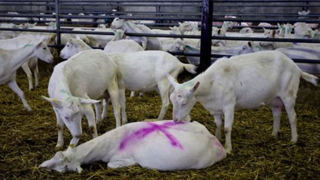 Weer ruiming bij boer in Vethuizen