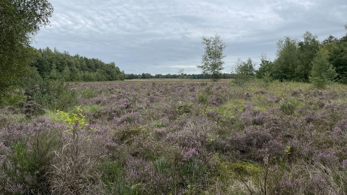 De Jilt Dijksheide in het Westerkwartier