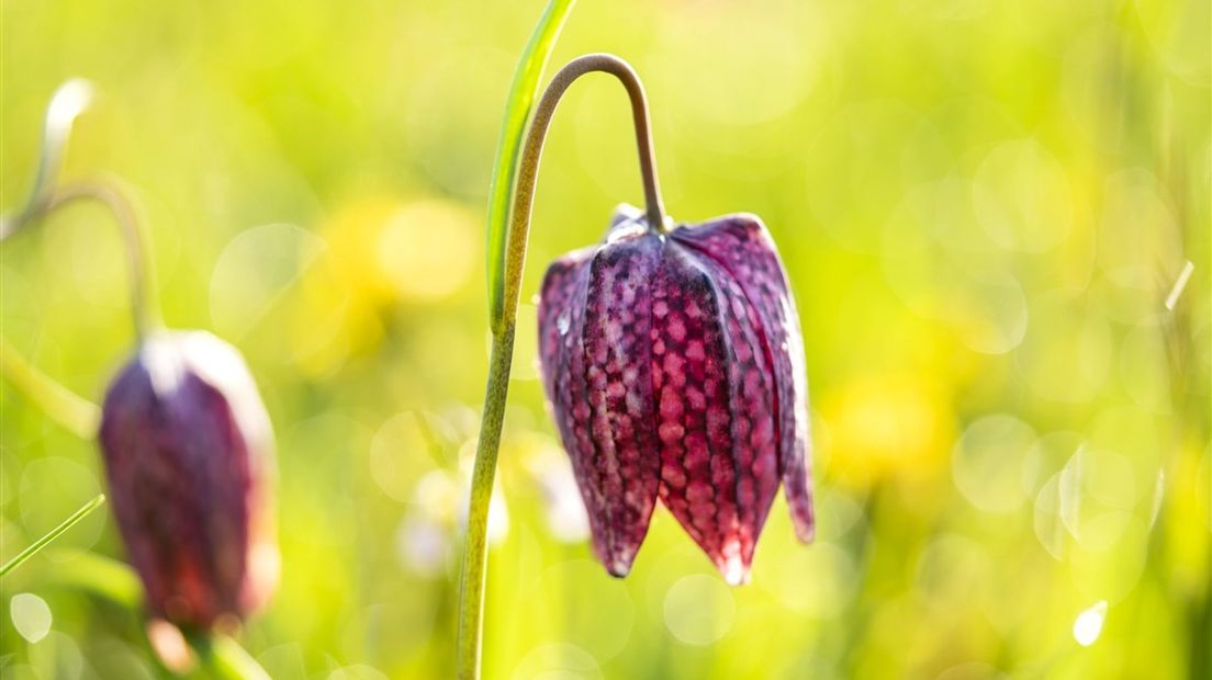 De kievitsbloem, ook wel Zwolse tulp genoemd