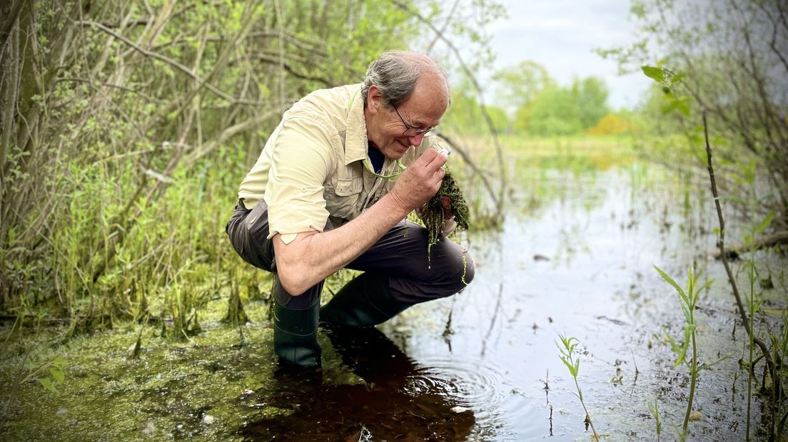 Vrijwilligers helpen bij het in kaart brengen van invasieve woekerplanten in de Drentse natuur