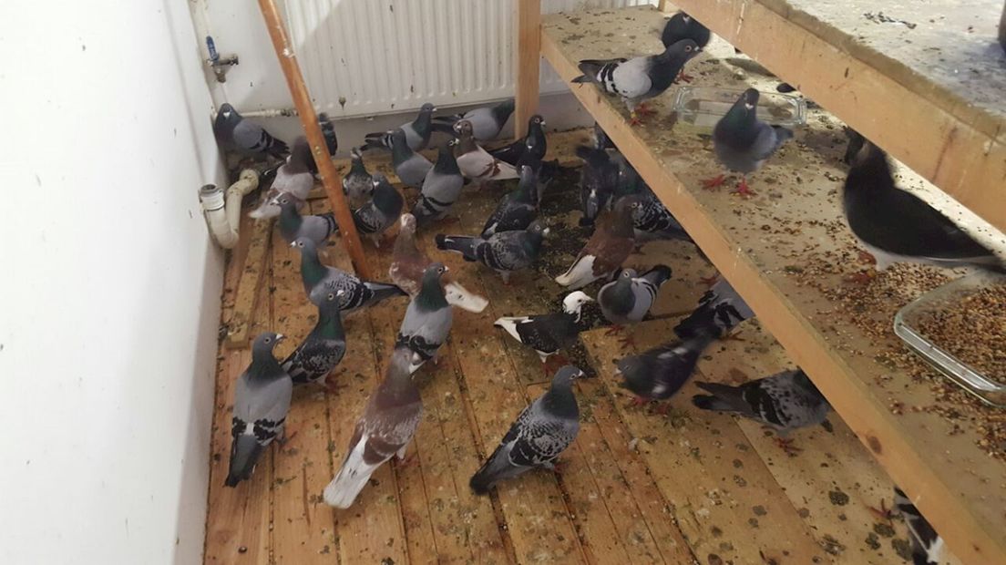 De meeste duiven werden opgevangen in een klein kamertje
