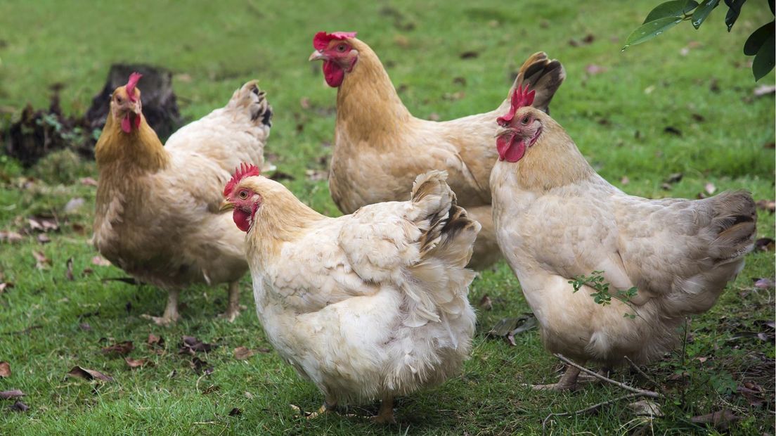 Bestrijding vogelgriep
