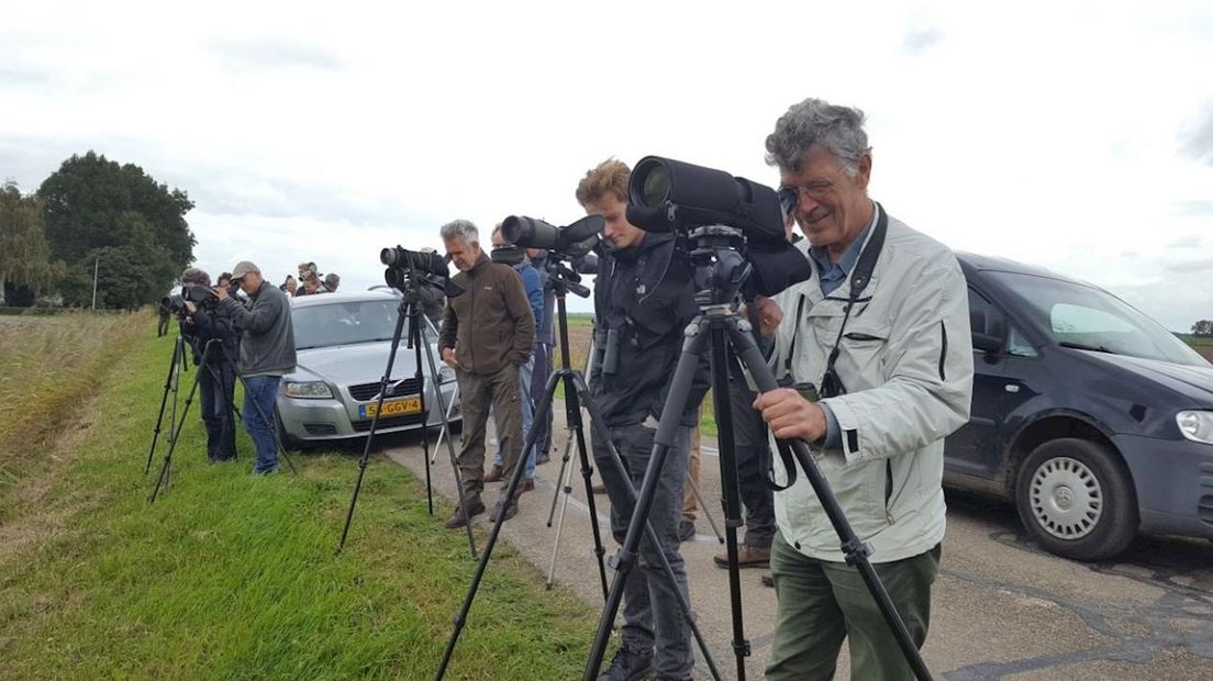 Speuren naar Keizerarend