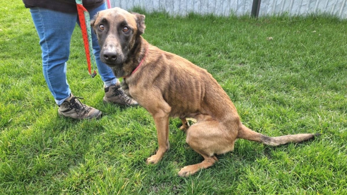 Ernstig verwaarloosde hond Julia bevrijd uit woning: 'Net op tijd gered'