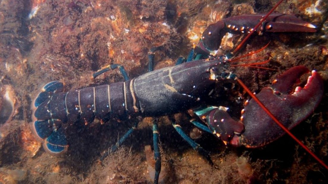 De Oosterscheldekreeft