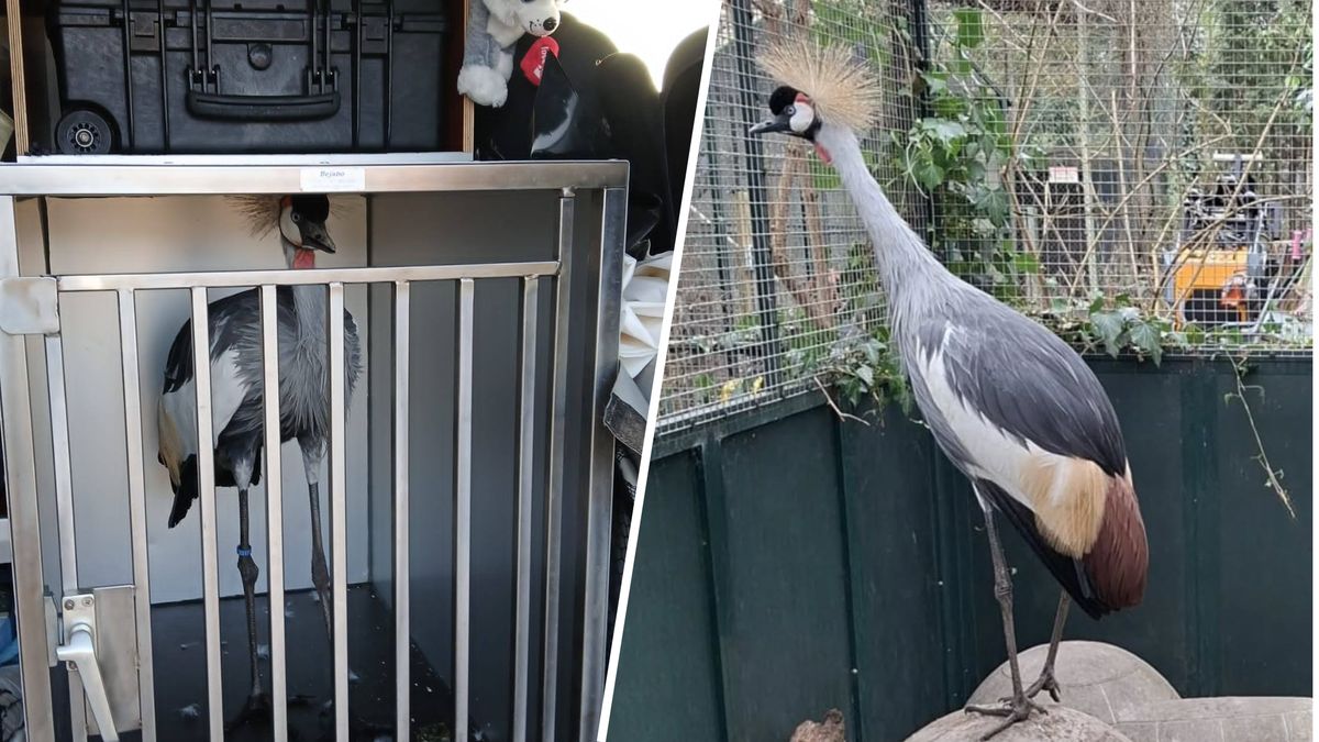 Vogelopvang houdt kraanvogel die in Mijdrecht werd gevangen