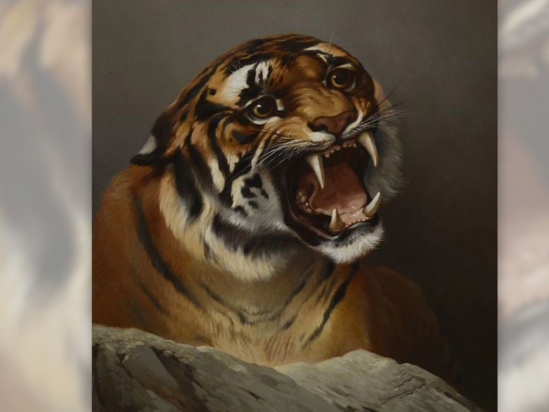 portret van tijger Atyr, collectie Museum Rotterdam