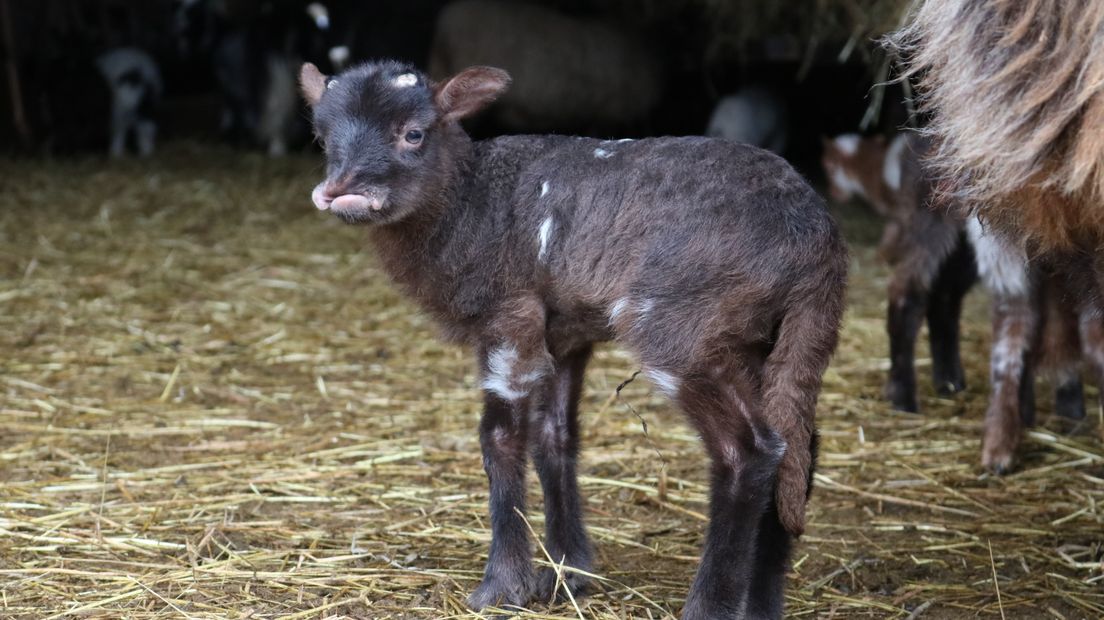 Lammetje met hazenlip geboren in Dwingeloo (Rechten: RTV Drenthe/Dylan de Lange)