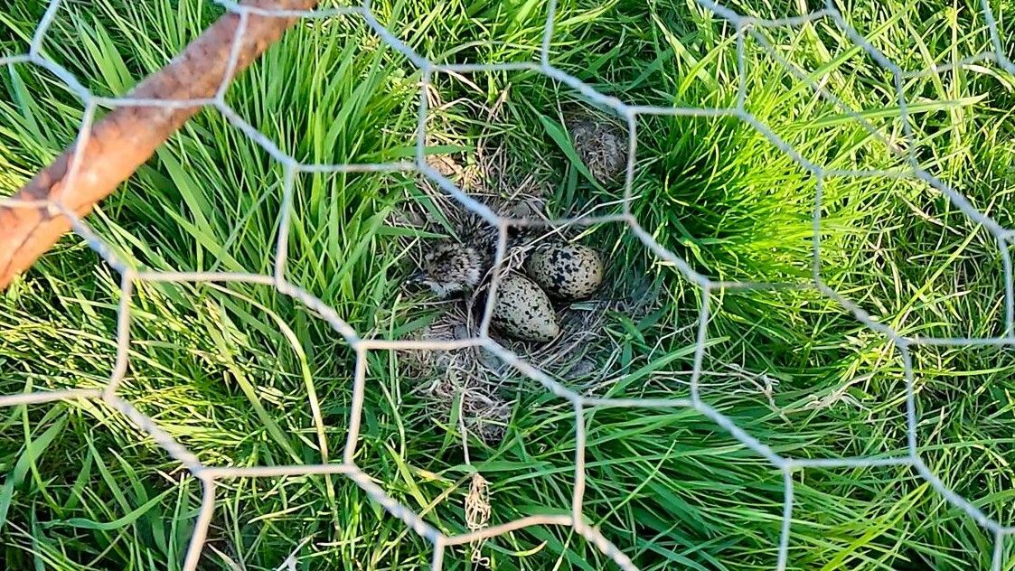 Twee eitjes en een kuiken, veilig onder gaas