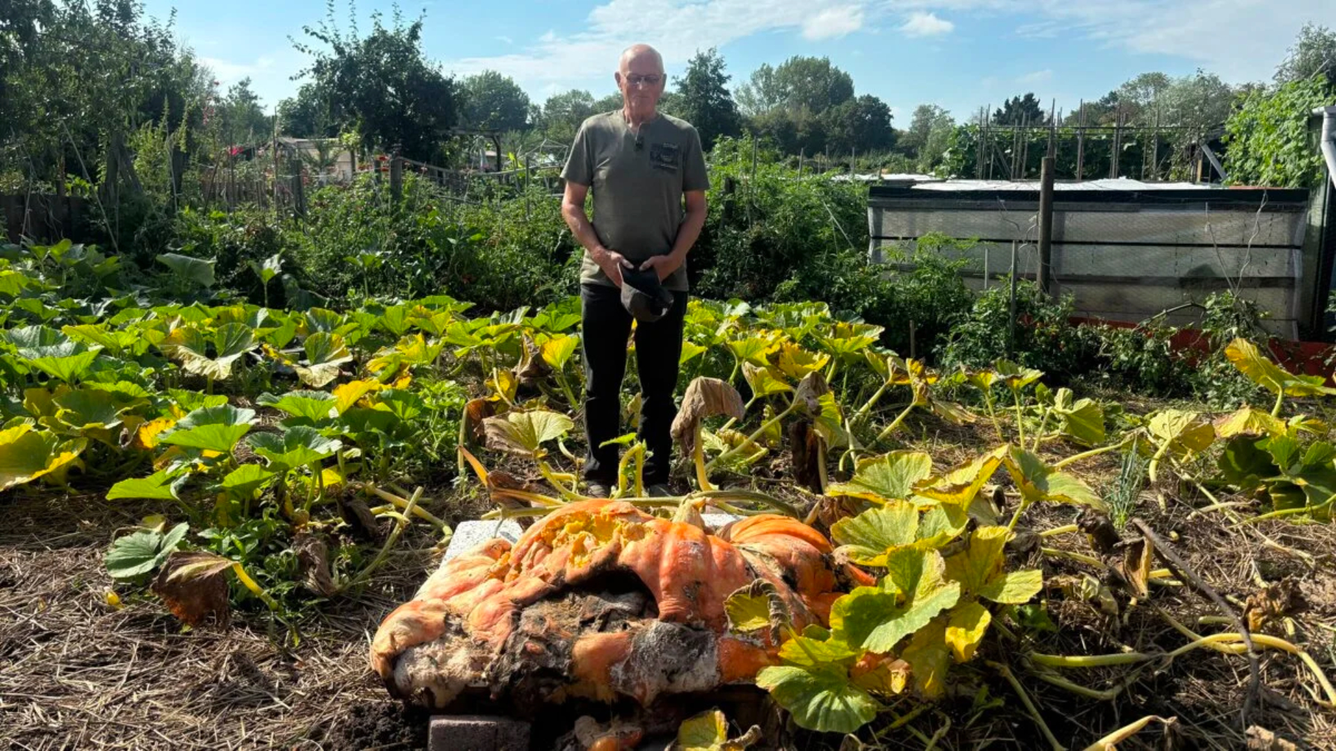 Pompoenkweker Jan ziet beoogde inzending NK instorten.