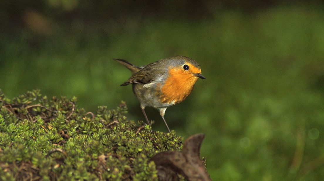 Herken jij de vogels in je tuin? (Rechten: Free Nature Images/Piet Munsterman)