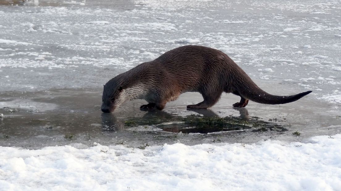 Otter: meest succesvolle herintroductie in Overijssel