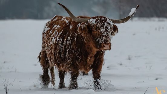 Prachtige sneeuwfoto's • waarschuwing voor gladheid