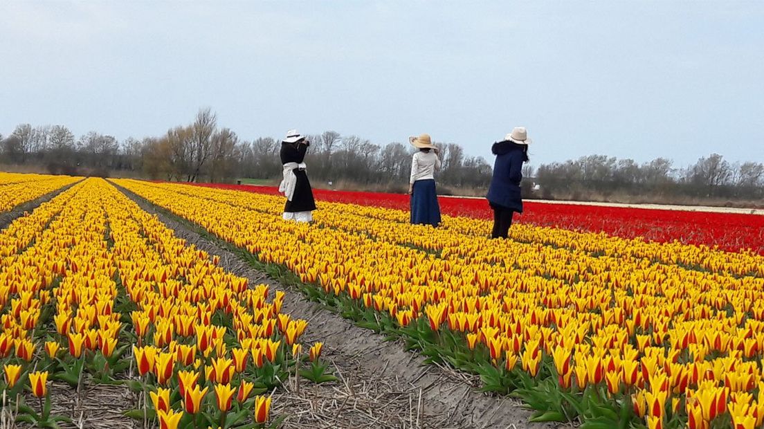 Toeristen maken foto's tussen de bloemen